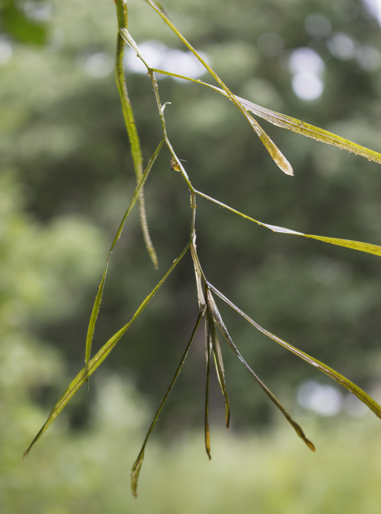 Potamogeton zosteriformis (Eel-grass pondweed), native California herb