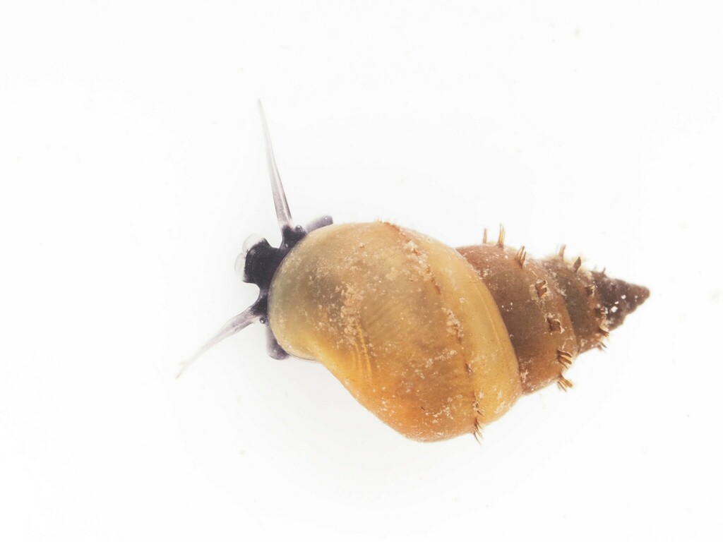 Potamopyrgus antipodarum (New Zealand Mudsnail), California species
