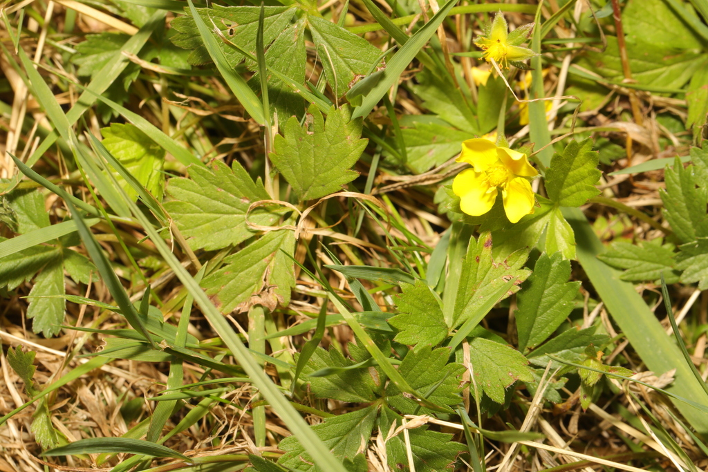 Potentilla anglica (English cinquefoil), non-native California herb