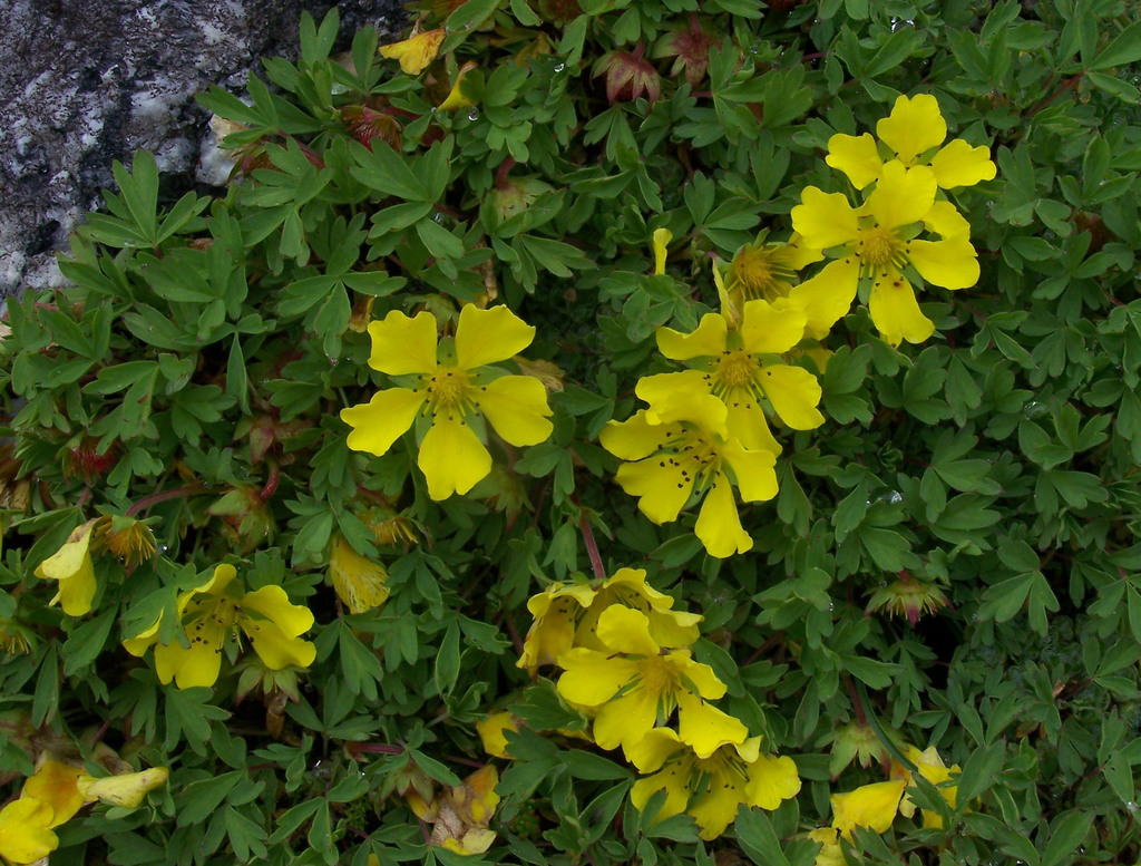 Potentilla anserina subsp. pacifica (Pacific silverweed), native California herb