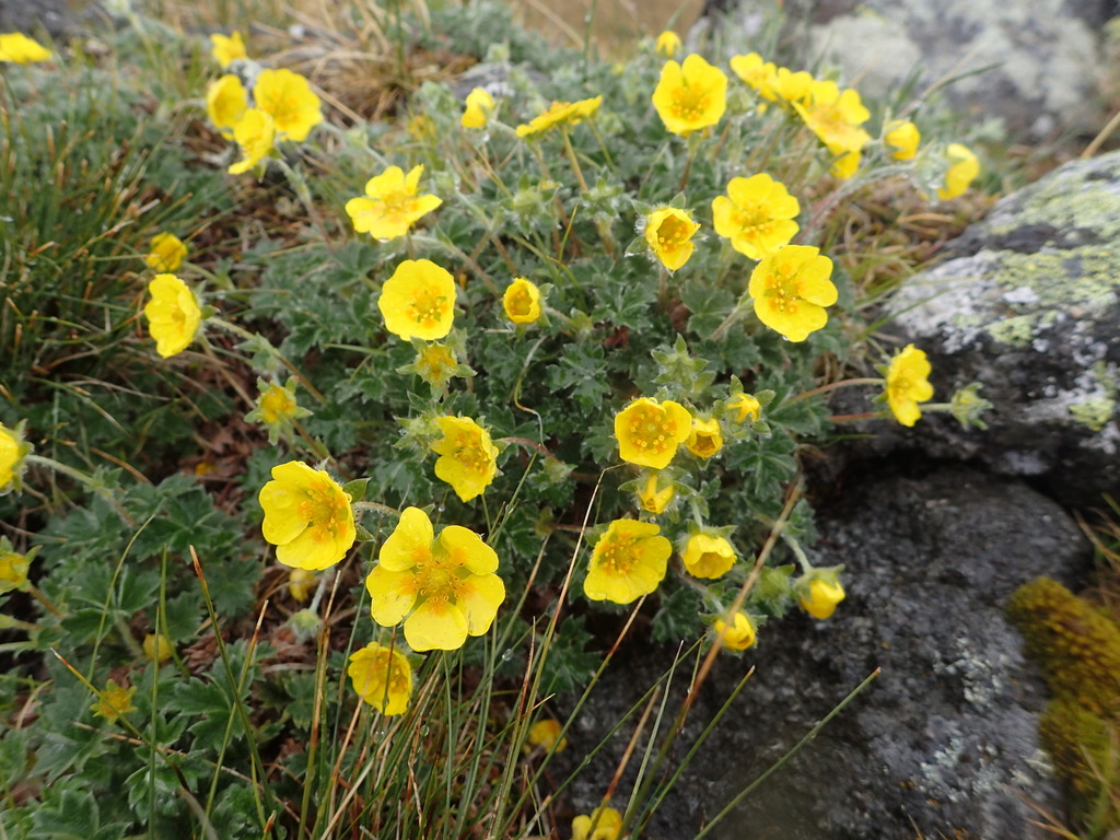 Potentilla anserina (Silver weed cinquefoil), native California herb