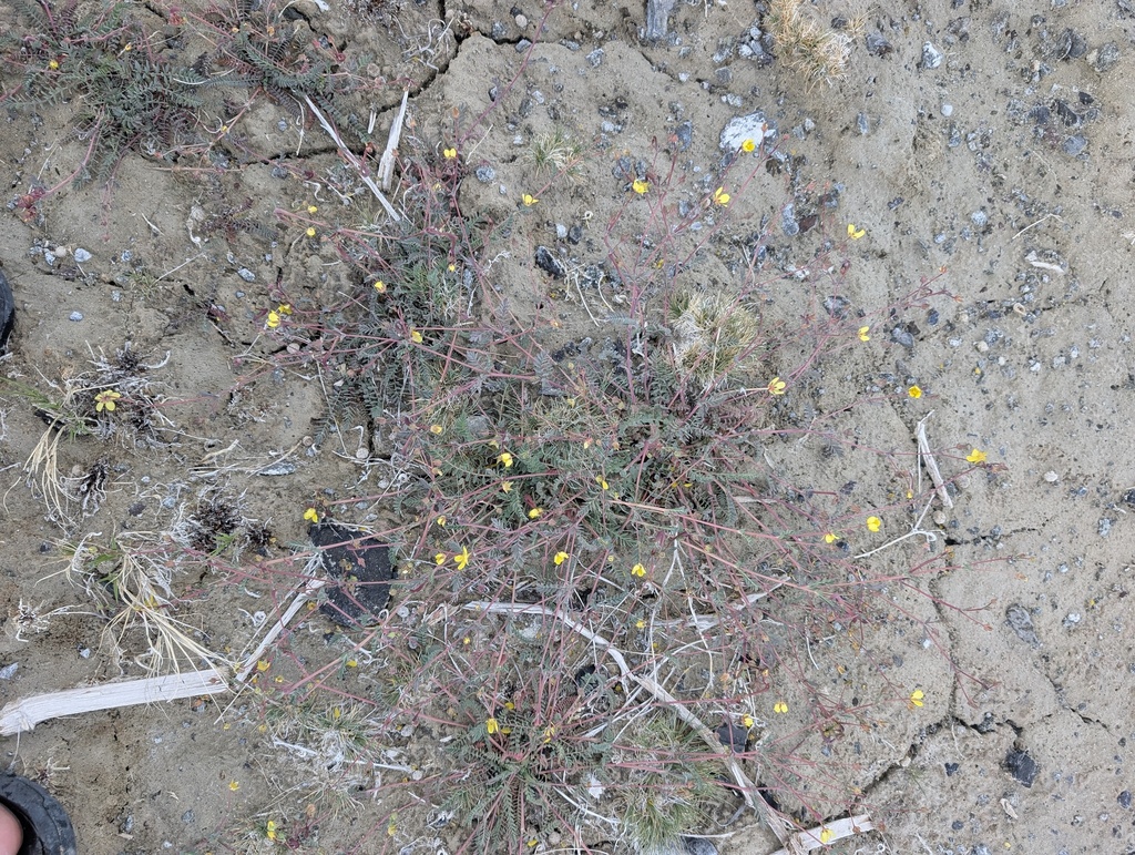 Potentilla basaltica (Black rock potentilla), native California herb