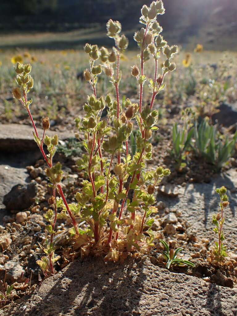 Potentilla biennis (Biennial or greene's cinquefoil), native California herb