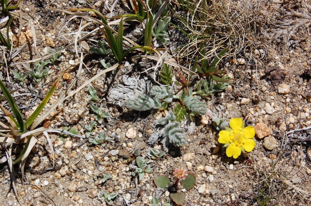 Potentilla breweri (Brewer's cinquefoil), native California perennial