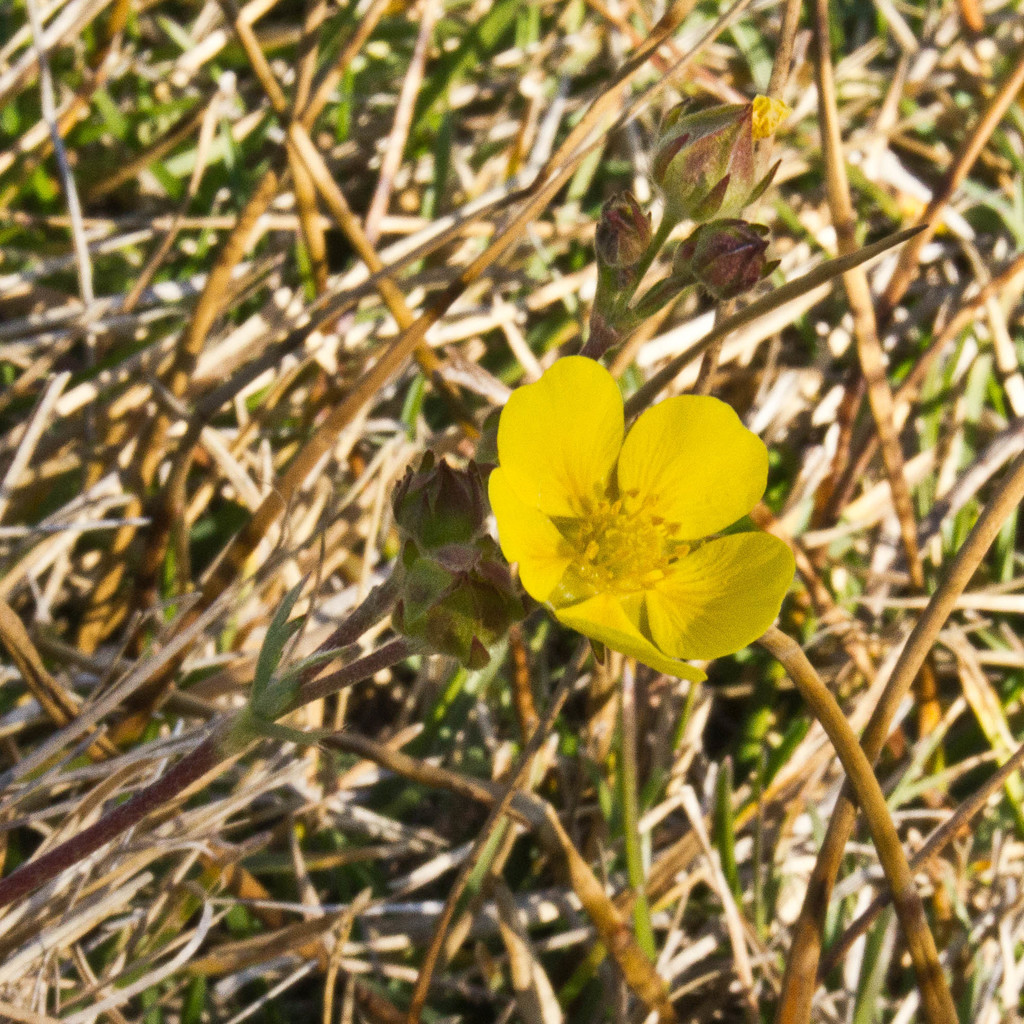 Potentilla bruceae (Bruce's cinquefoil), native California perennial