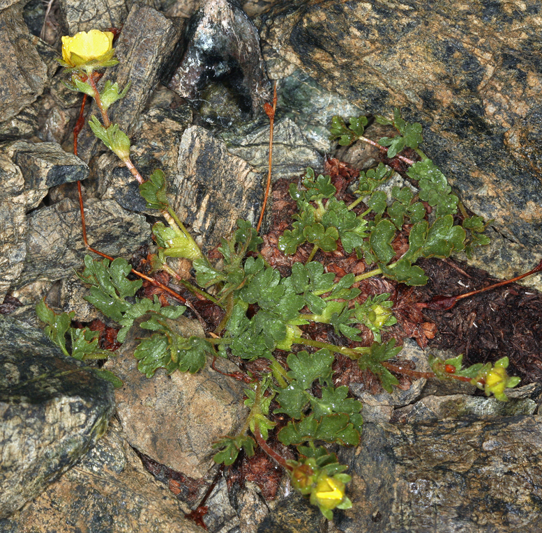 Potentilla cristae (Crested potentilla), native California herb
