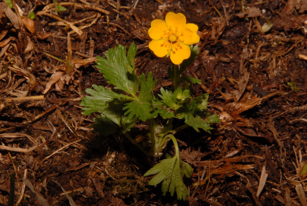 Potentilla flabellifolia (Fan-foil), native California herb