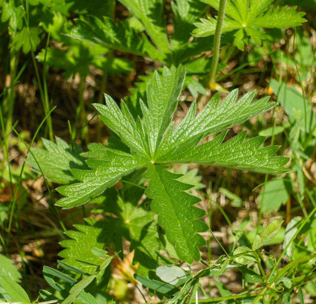 Potentilla gracilis (Slender cinquefoil), native California subshrub
