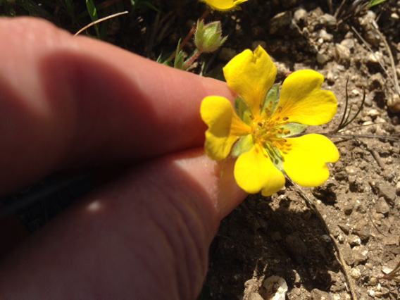 Potentilla hickmanii (Hickman's cinquefoil), native California herb