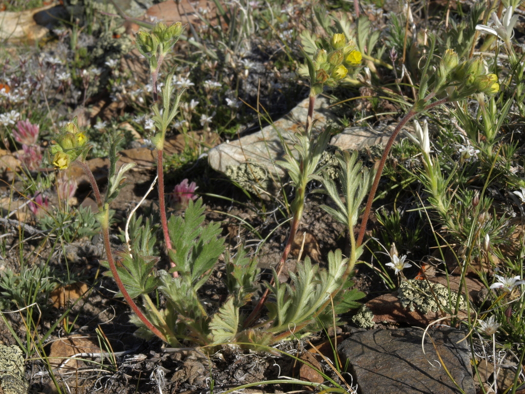 Potentilla jepsonii (Jepson's cinquefoil), native California perennial