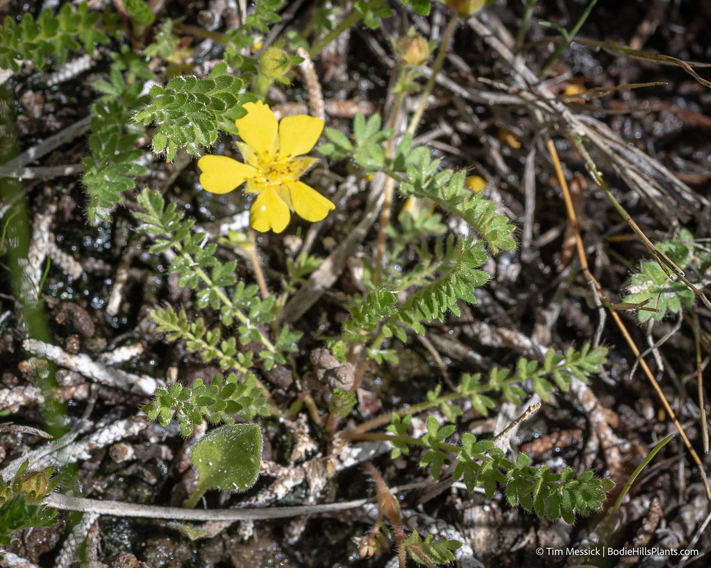 Potentilla millefolia (Feather cinquefoil), native California herb