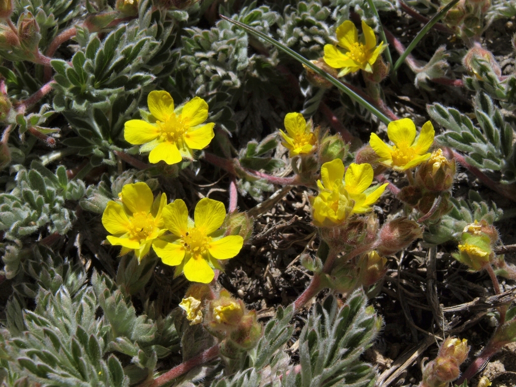 Potentilla morefieldii (Morefield's cinquefoil), native California herb