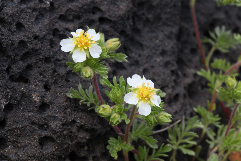 Potentilla newberryi (Newberry's cinquefoil), native California herb