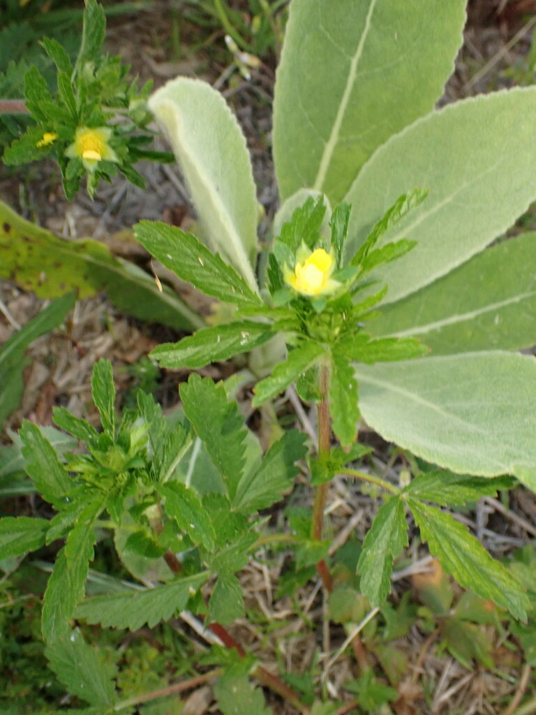 Potentilla norvegica (Norwegian or rough cinquefoil), non-native California herb