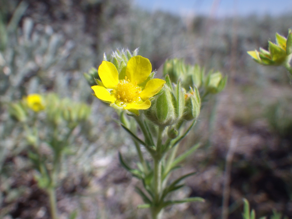 Potentilla pensylvanica (Prairie cinquefoil), native California herb