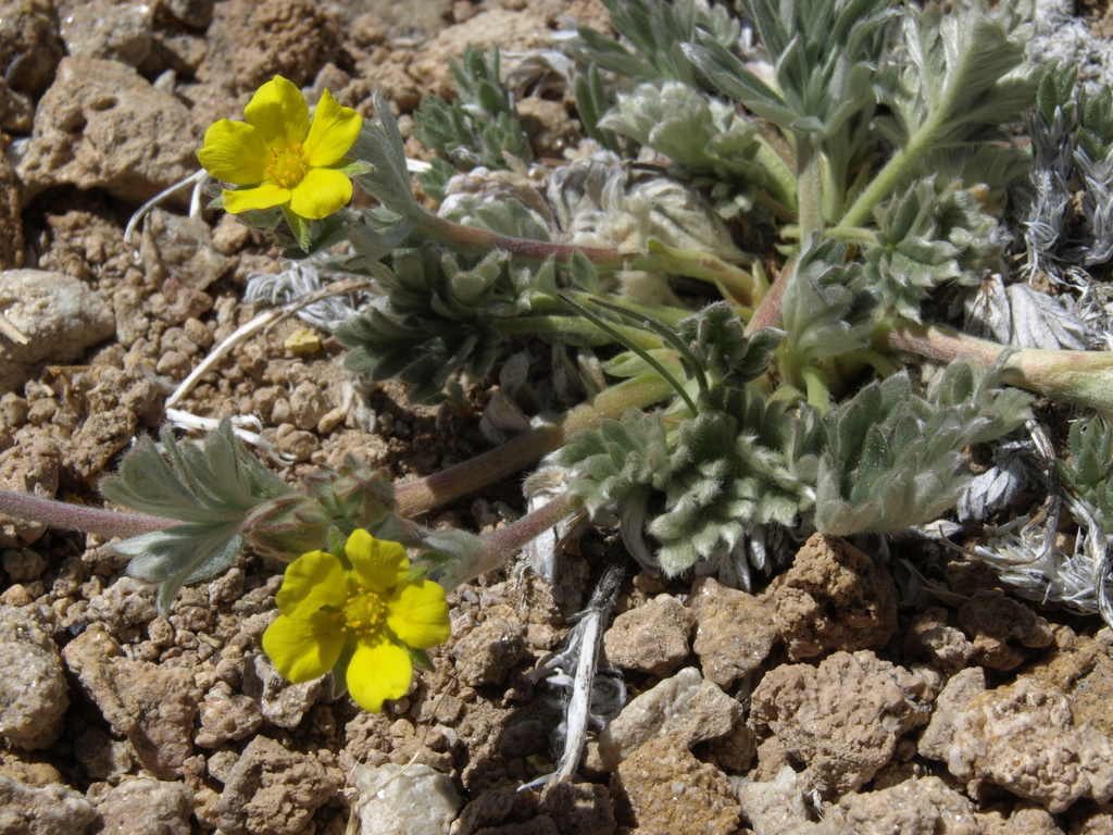 Potentilla pseudosericea (Mono cinquefoil), native California herb
