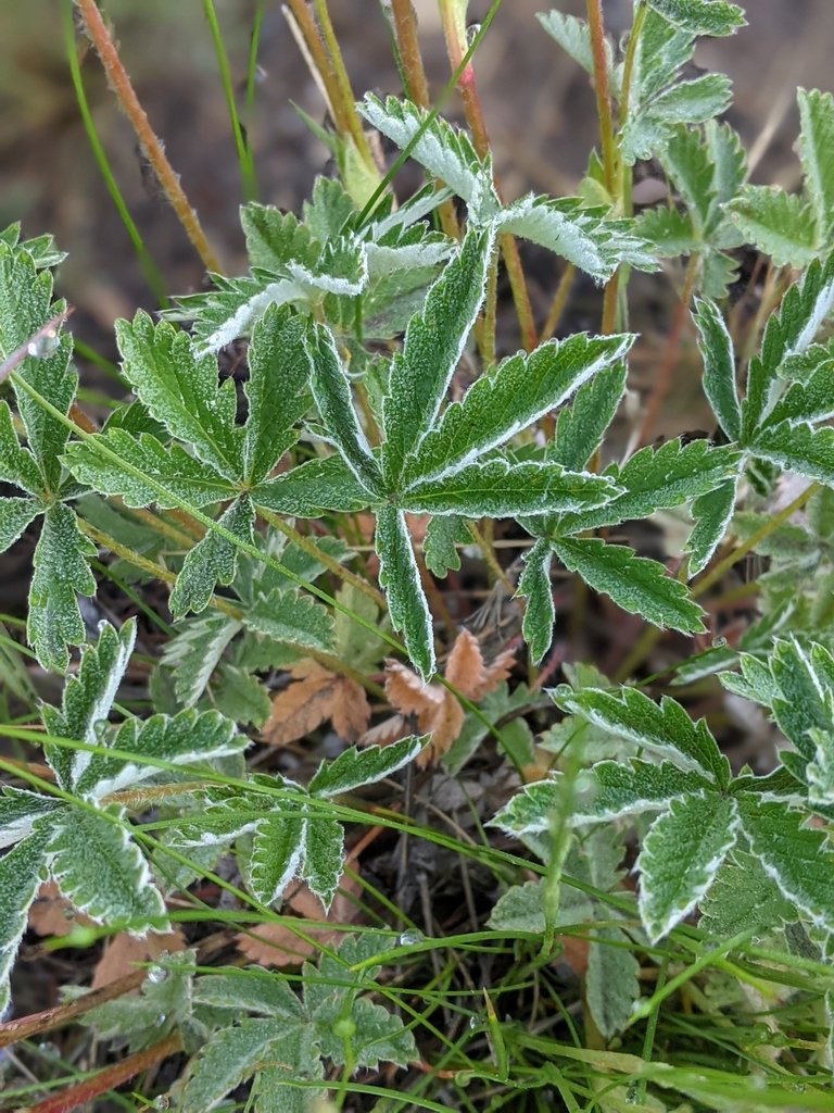 Potentilla pulcherrima (Beautiful cinquefoil), native California herb