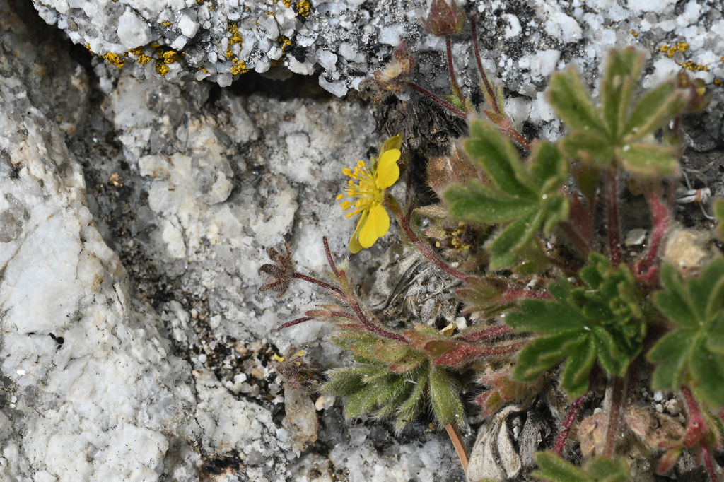 Potentilla rimicola (Cliff cinquefoil), native California herb