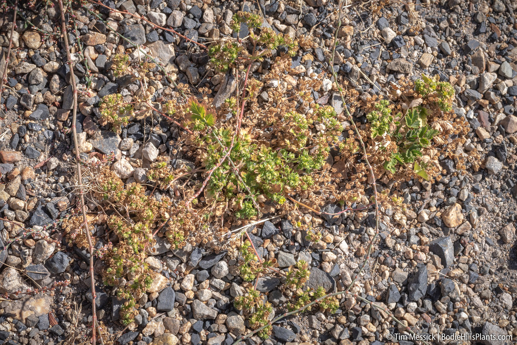 Potentilla rivalis (Brook or river cinquefoil), native California herb