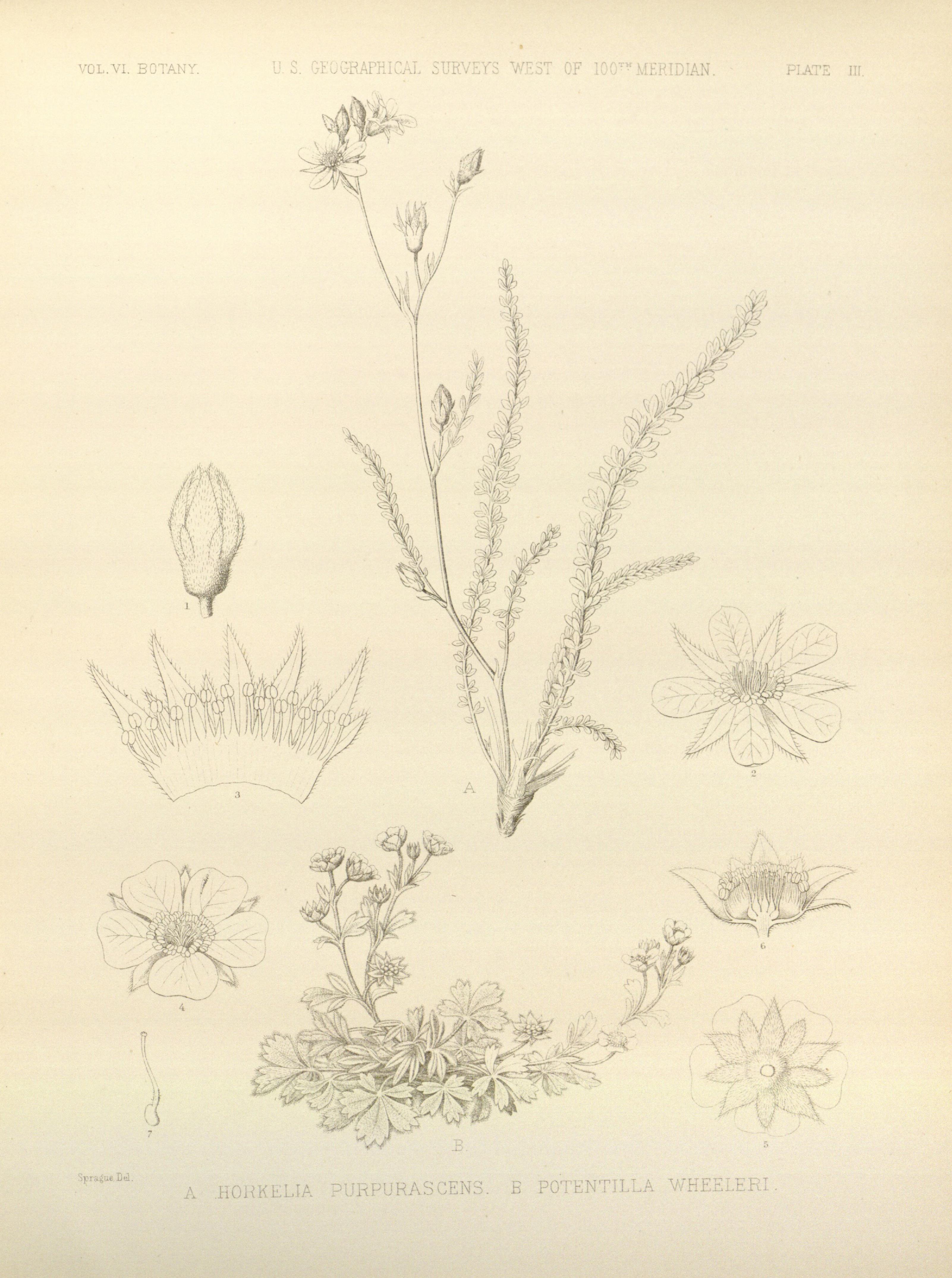 Potentilla wheeleri (Wheeler's cinquefoil), native California herb