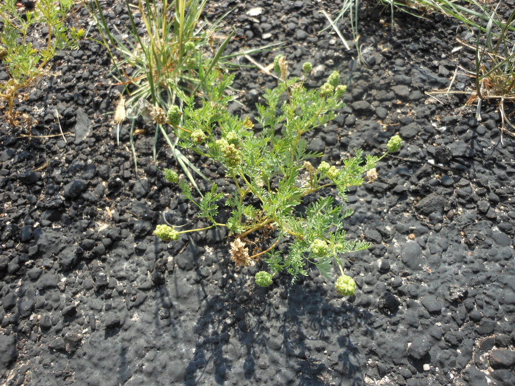 Poteridium annuum (Western burnet), native California herb