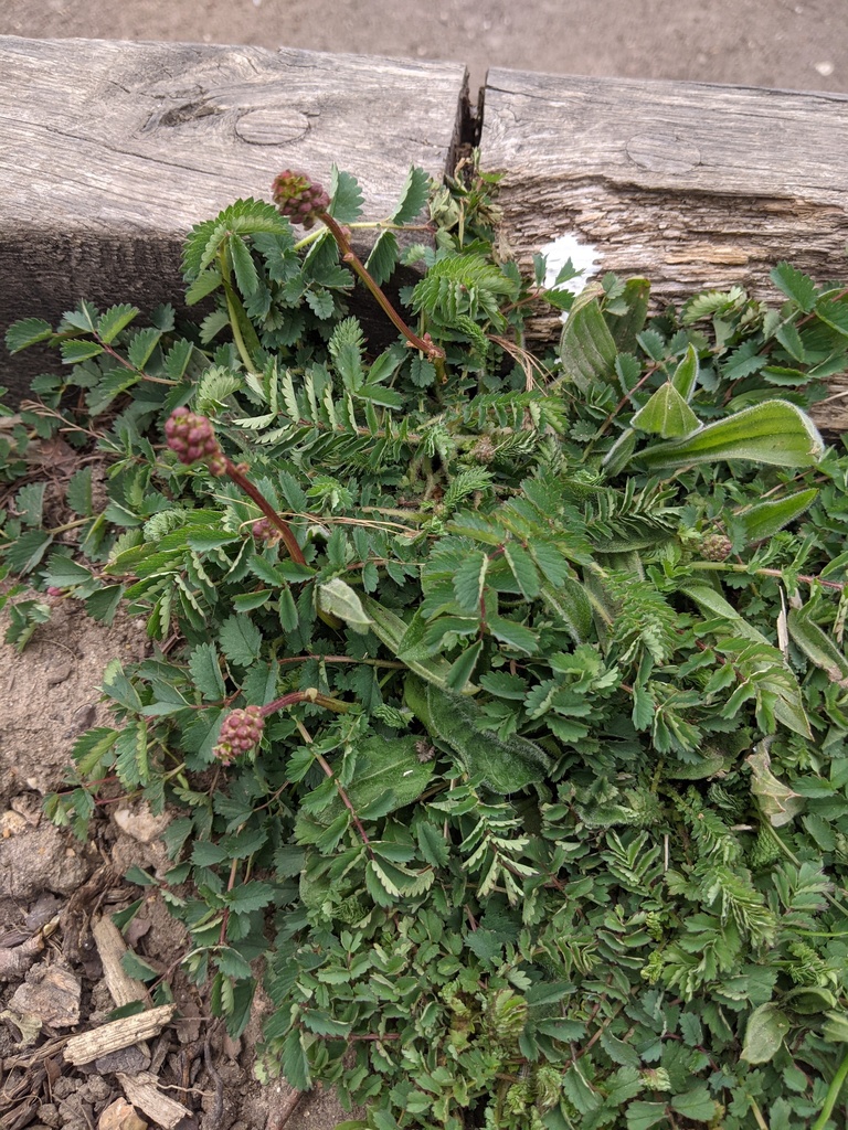 Poterium sanguisorba (Garden burnet), non-native California perennial