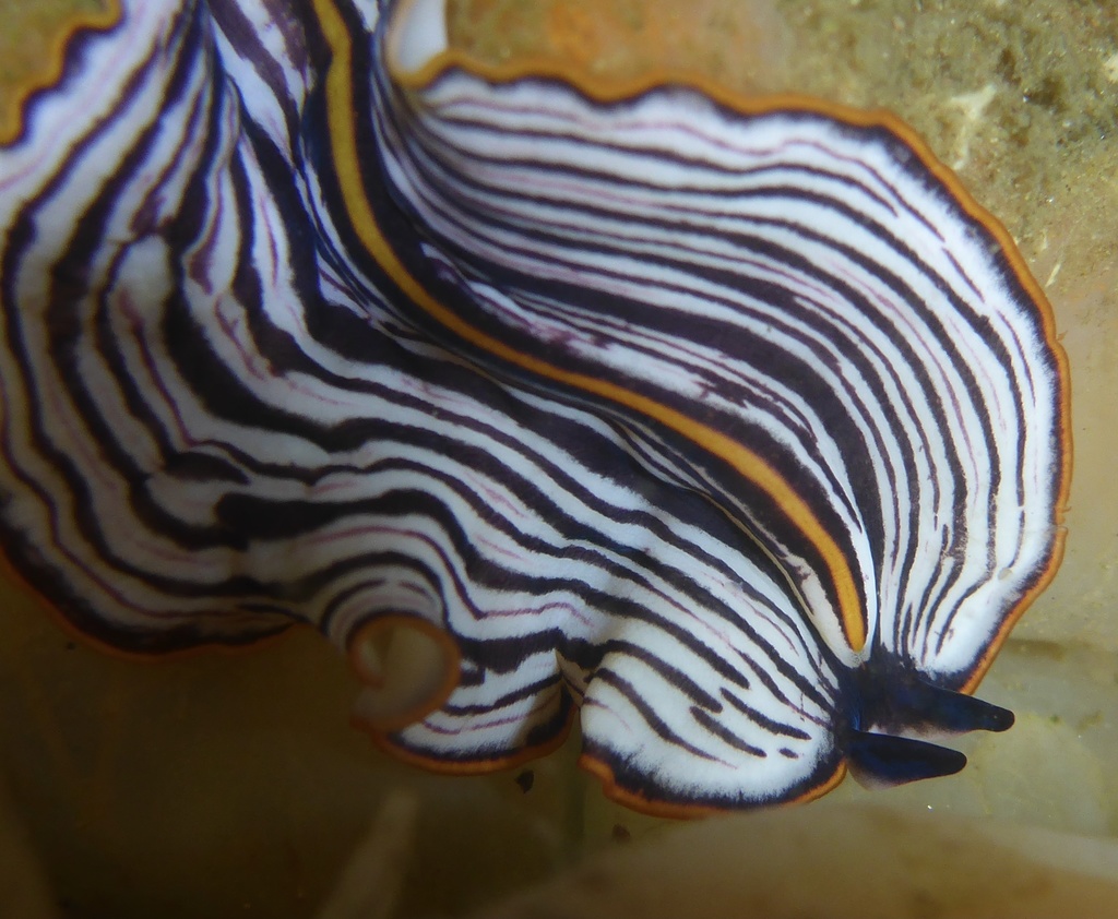 Praestheceraeus bellostriatus, California species