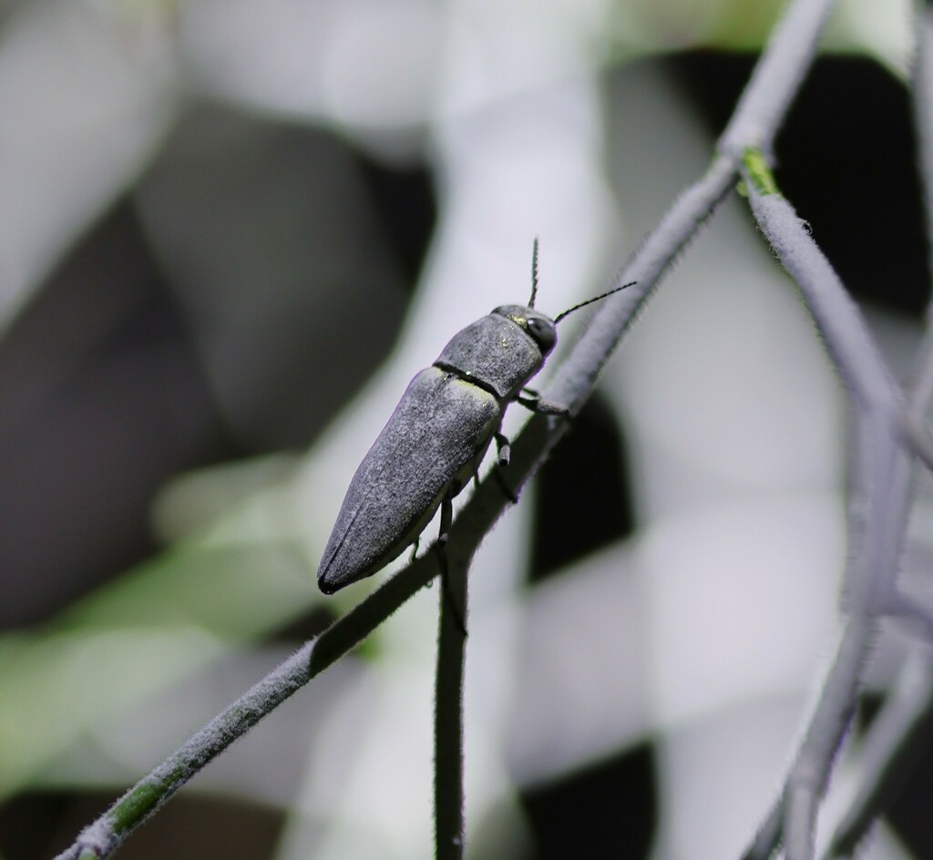 Prasinalia imperialis (Algodones White Wax Jewel Beetle), California species