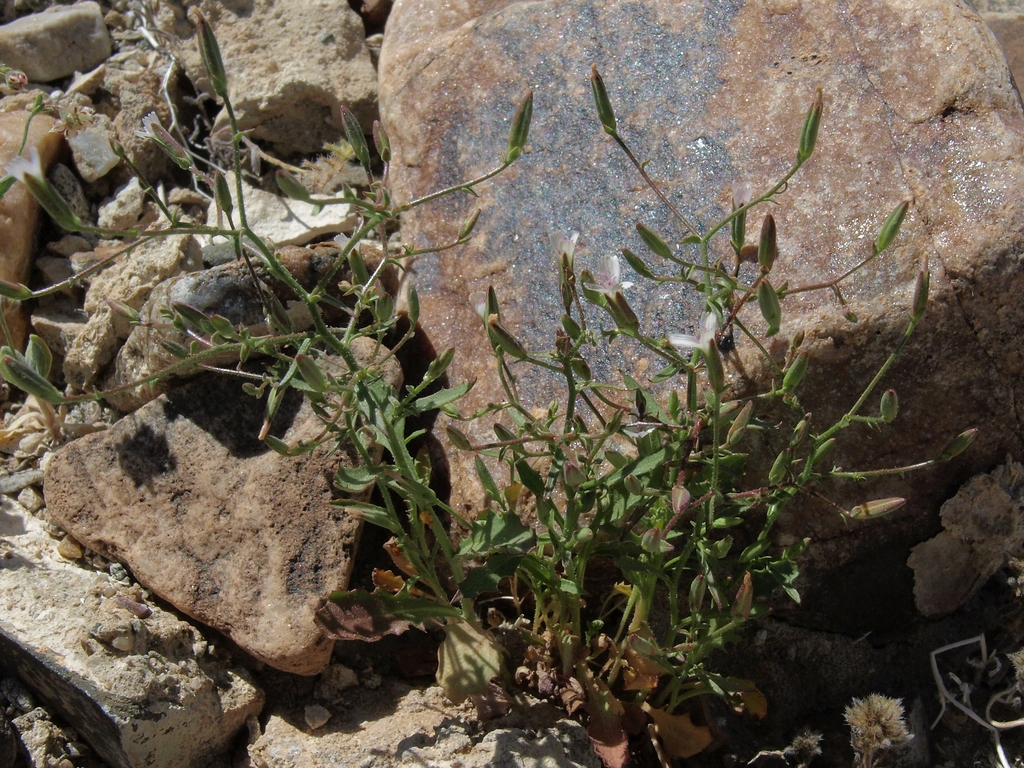 Prenanthella exigua (Brightwhite), native California herb