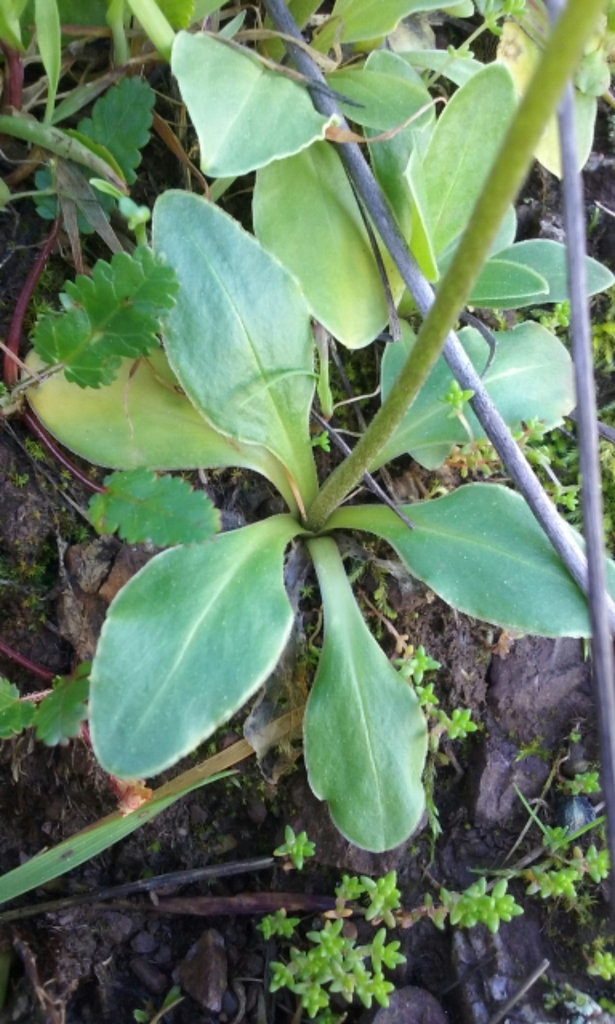 Primula clevelandii var. insularis, native California herb