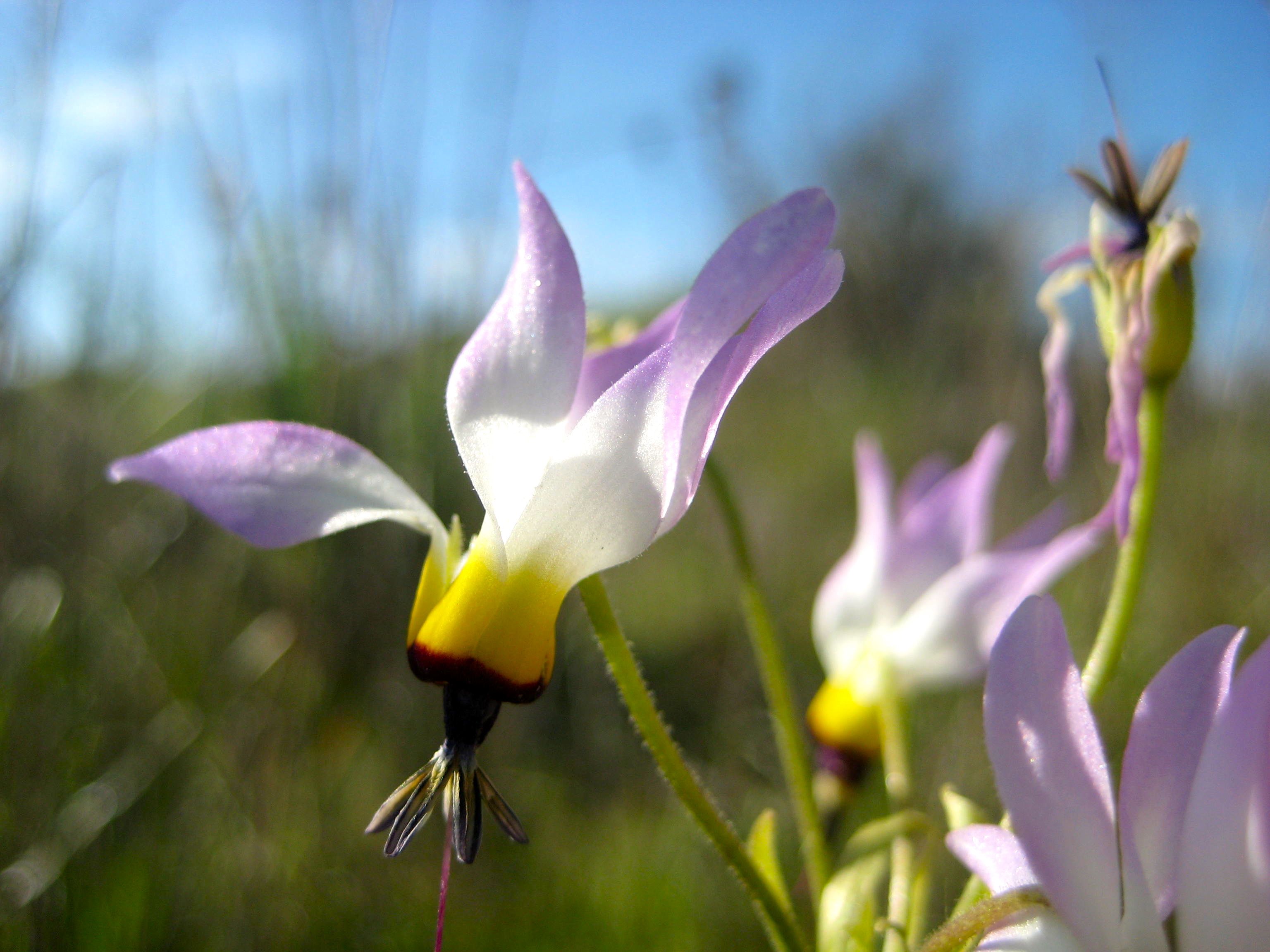Primula clevelandii, native California herb