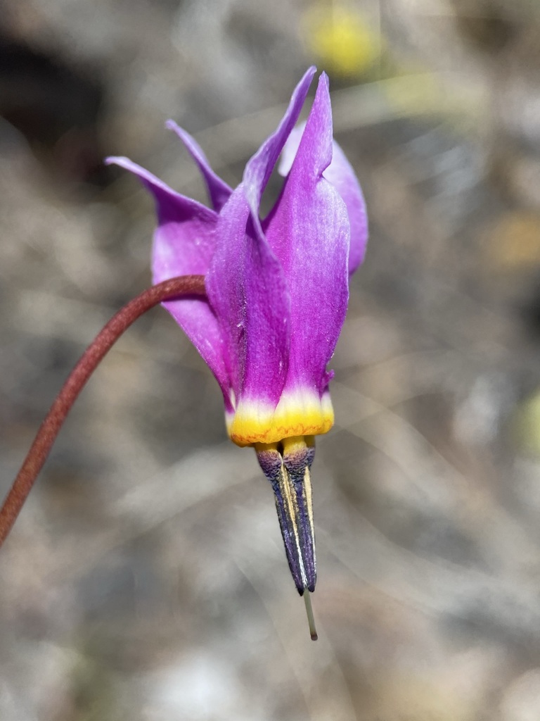 Primula conjugens, native California herb