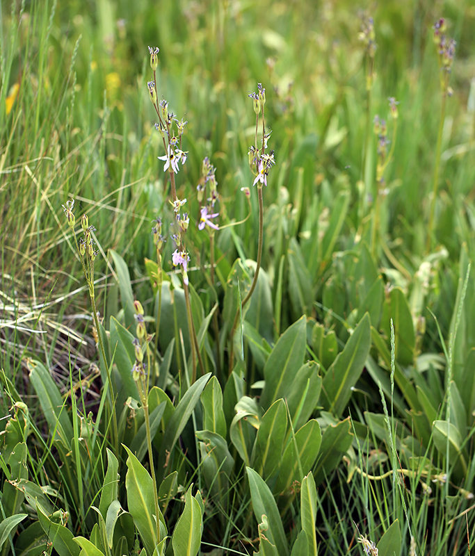 Primula fragrans, native California herb