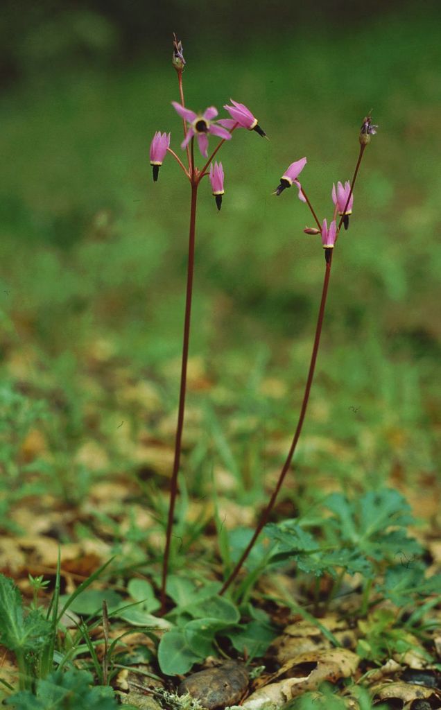 Primula hendersonii (Mosquito bill(s)), native California herb