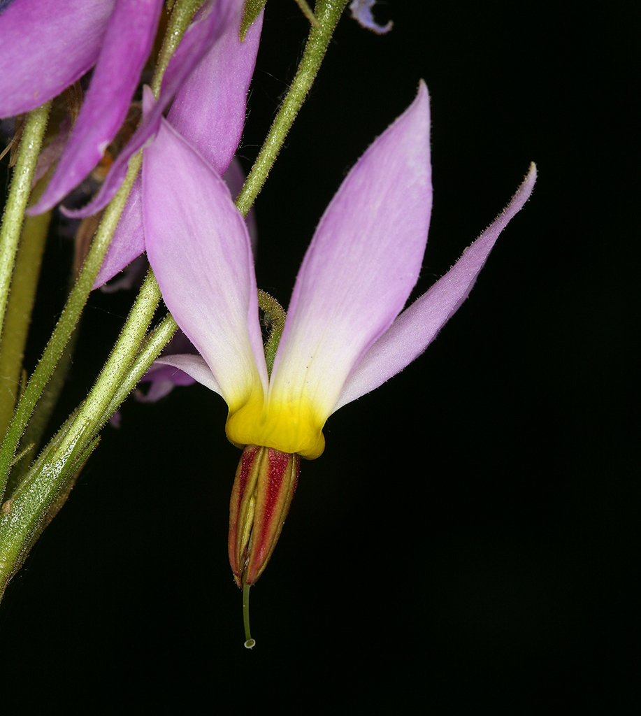 Primula jeffreyi (Sierra shooting star), native California herb