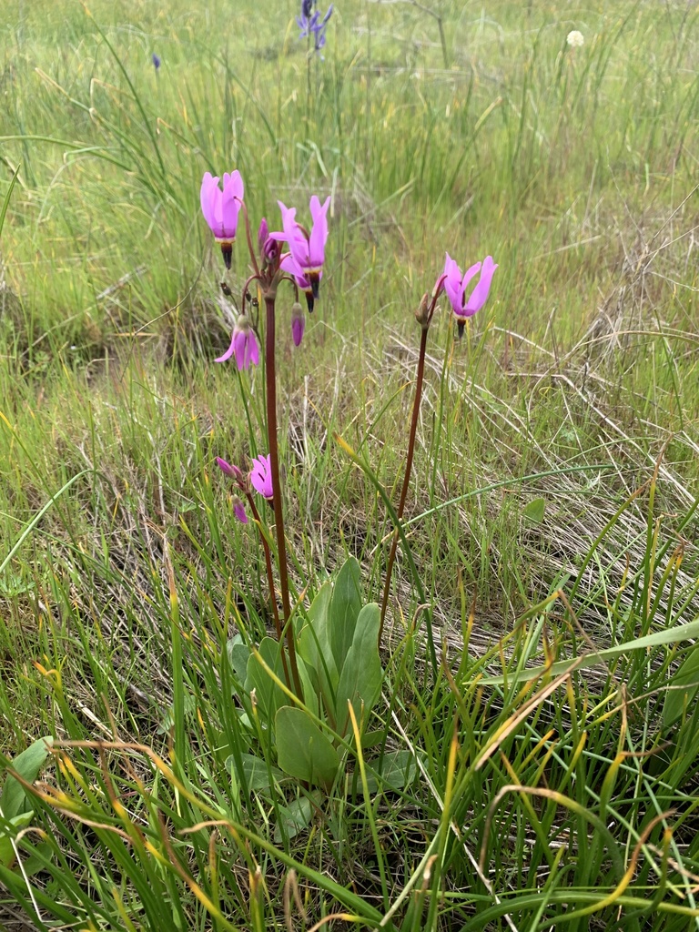 Primula pauciflora (Beautiful shooting star), native California herb