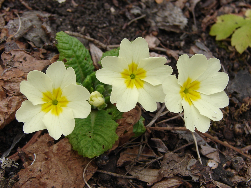 Primula sp. (Primrose), non-native California perennial