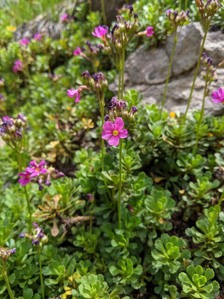 Primula suffrutescens (Sierra primrose), native California subshrub