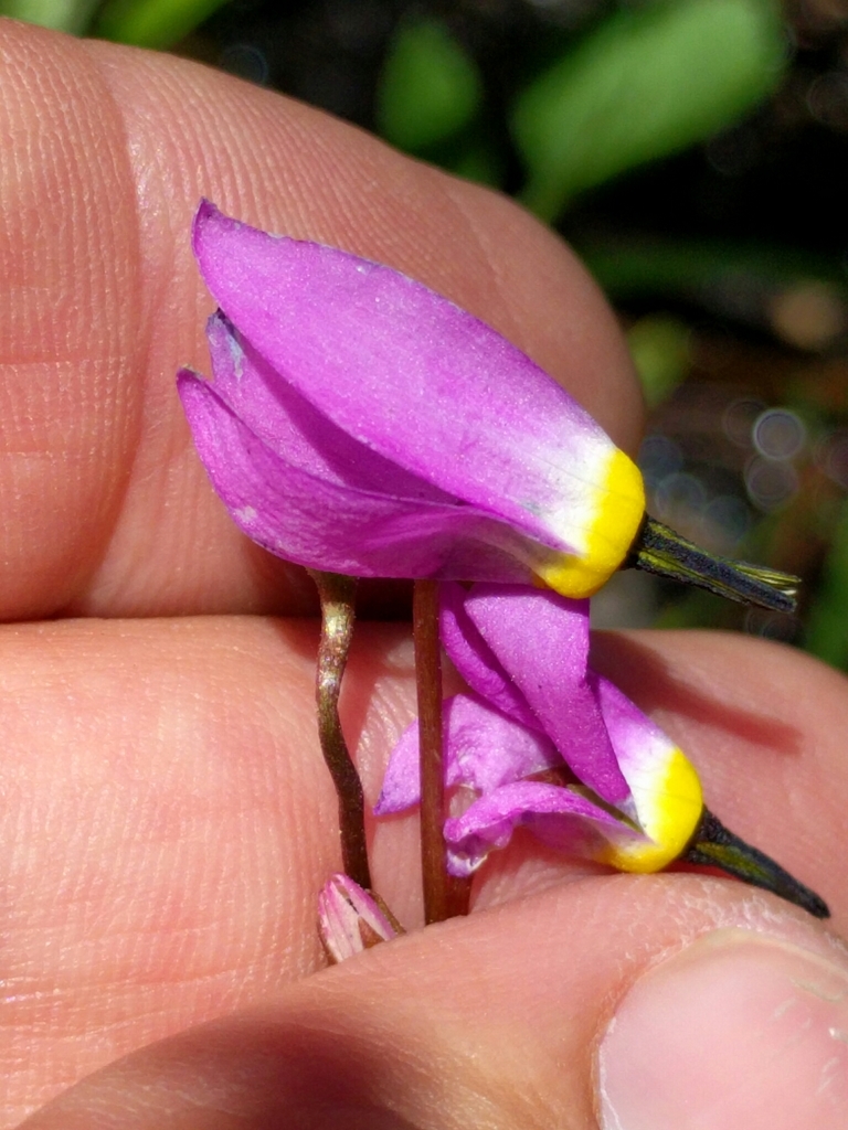 Primula tetrandra (Alpine shooting star), native California herb