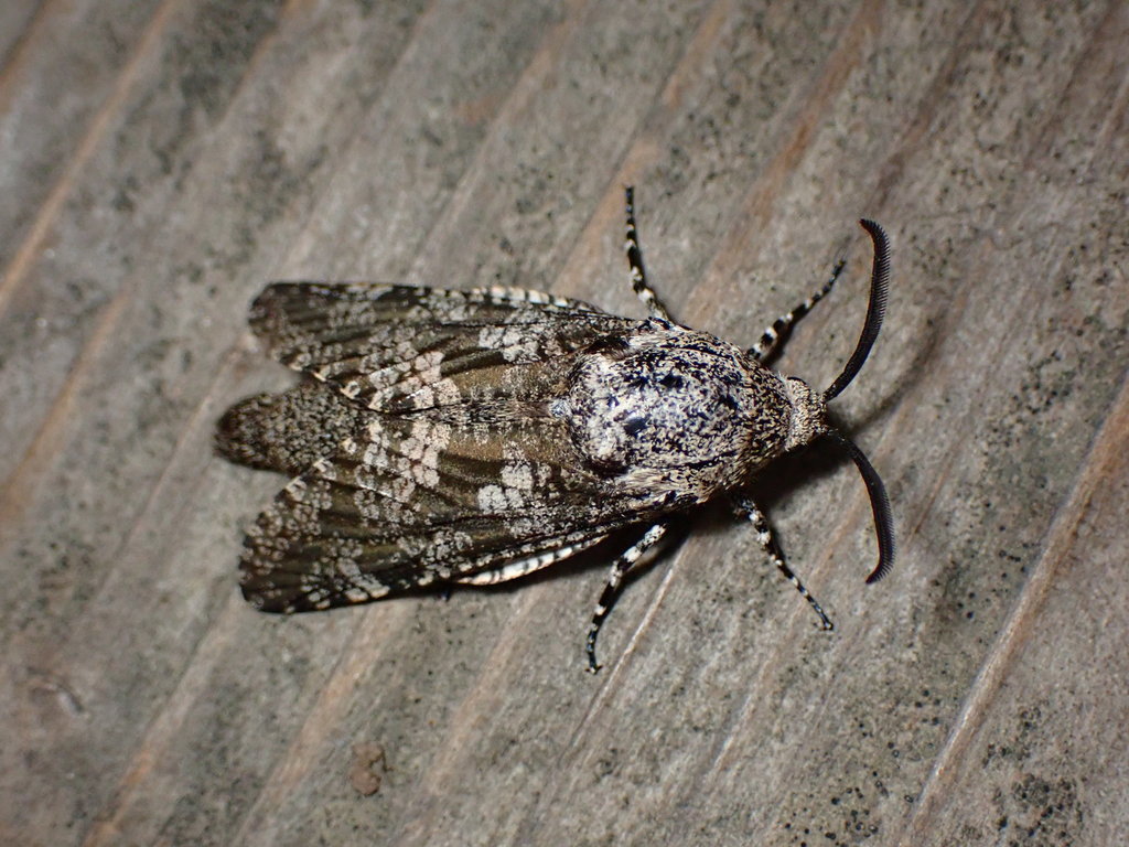 Prionoxystus robiniae (Carpenterworm Moth), California species