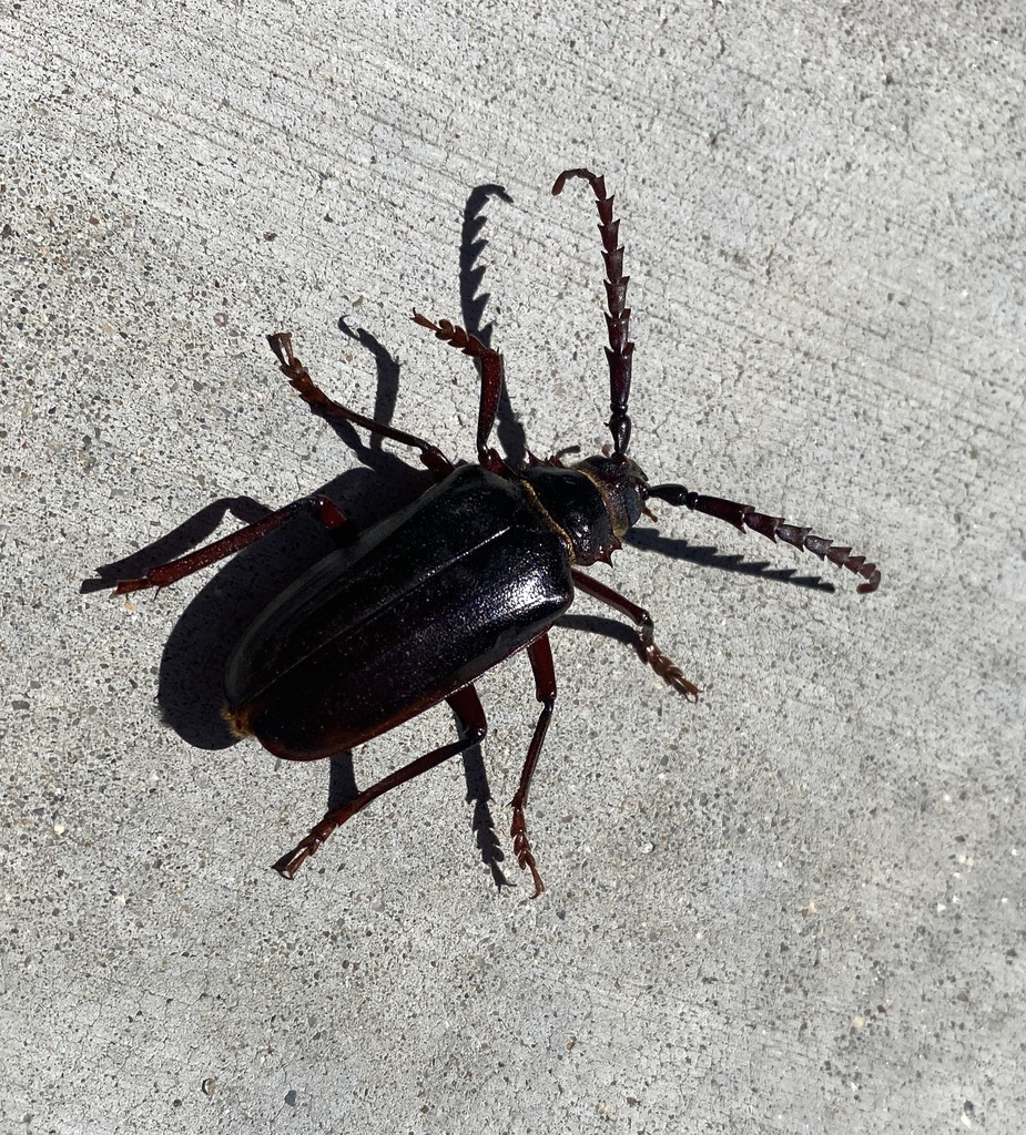 Prionus californicus (California Root Borer), California species