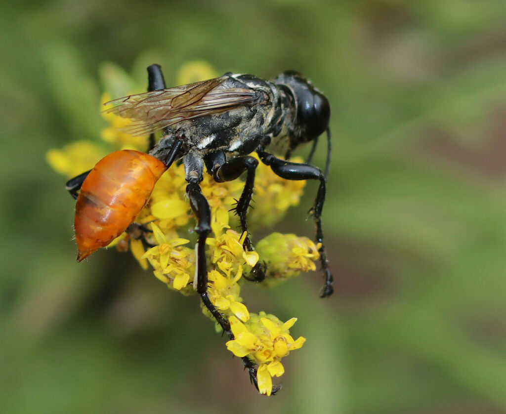 Prionyx parkeri (Parker's Thread-waisted Wasp), California species