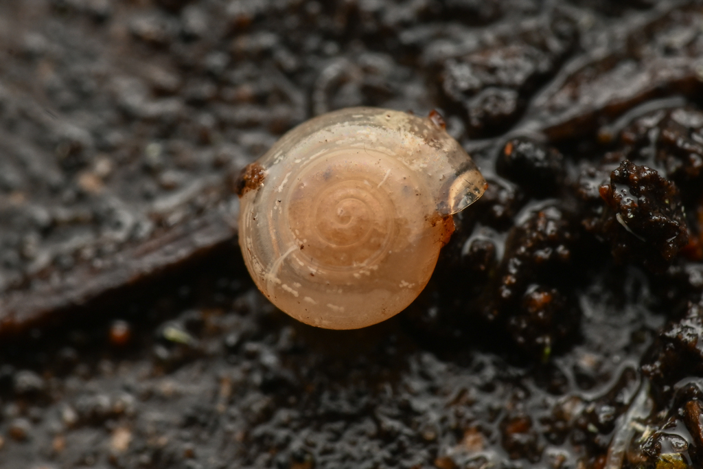 Pristiloma shepardae (Shepard's Snail), California species