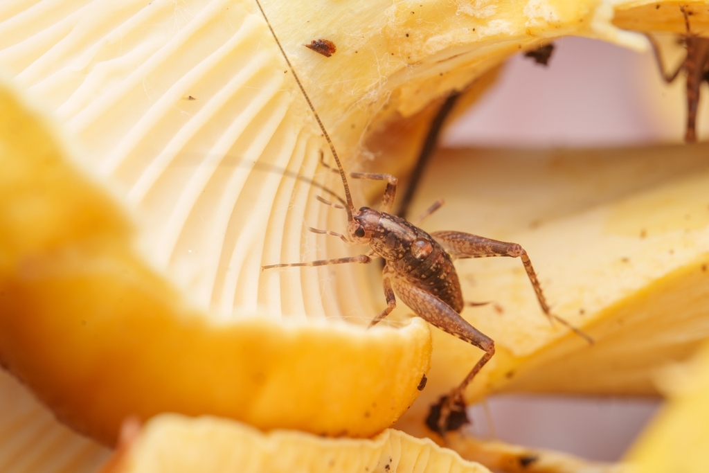 Pristoceuthophilus sp. 1 (Samwell Cave Cricket), California species