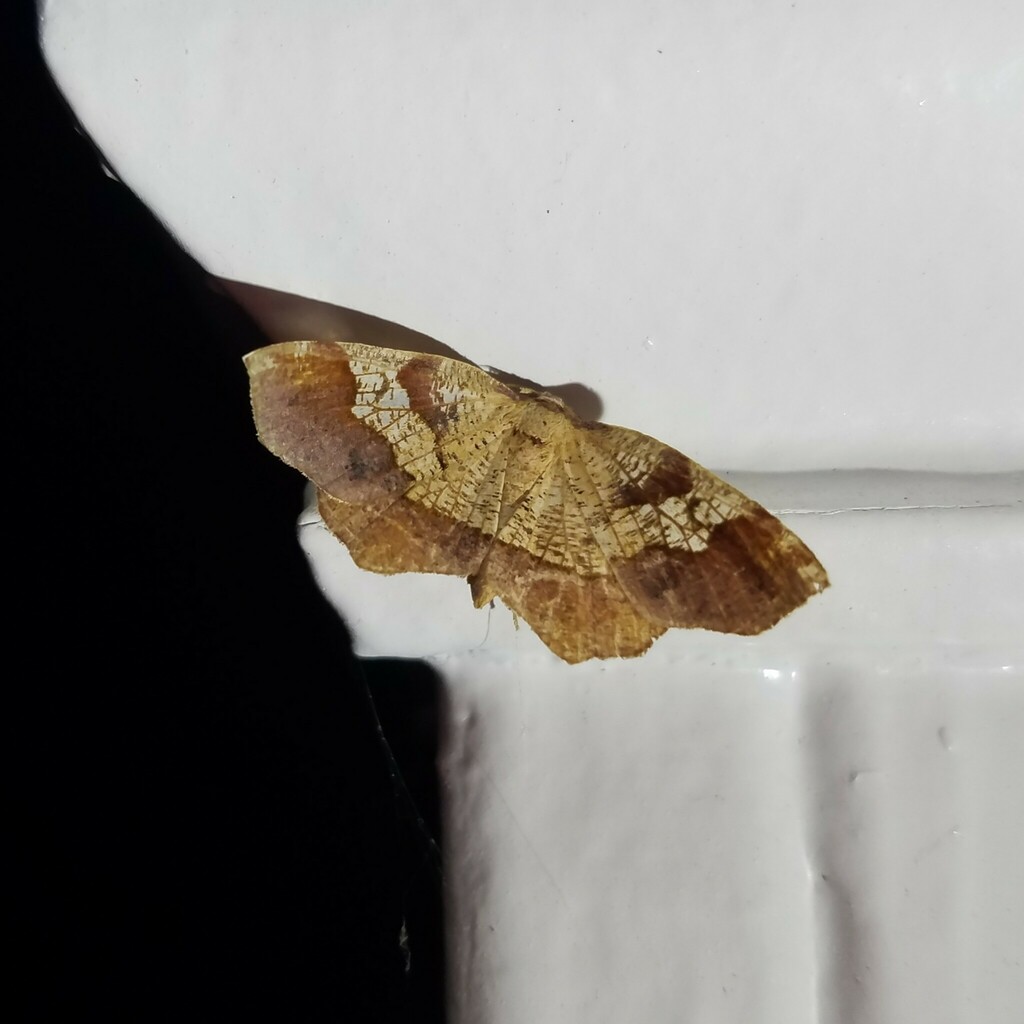 Probole amicaria, California species