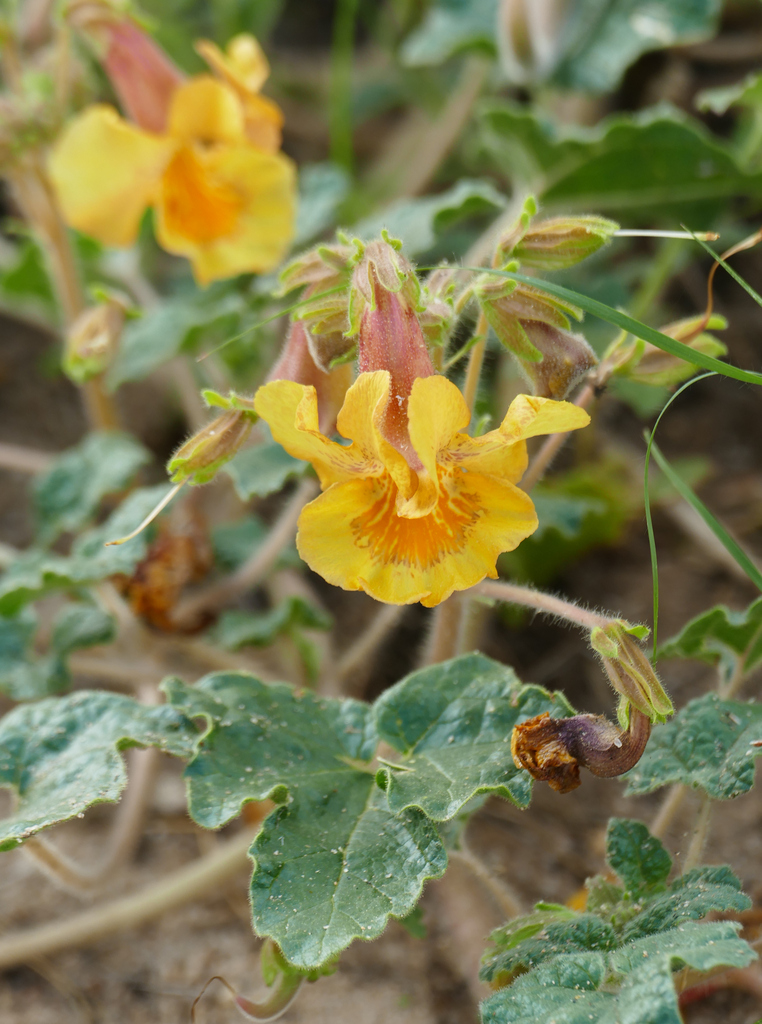 Proboscidea althaeifolia (Desert unicorn-plant), native California herb