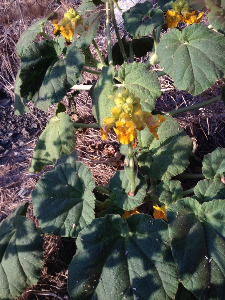 Proboscidea lutea (Yellow devil's claw), non-native California herb