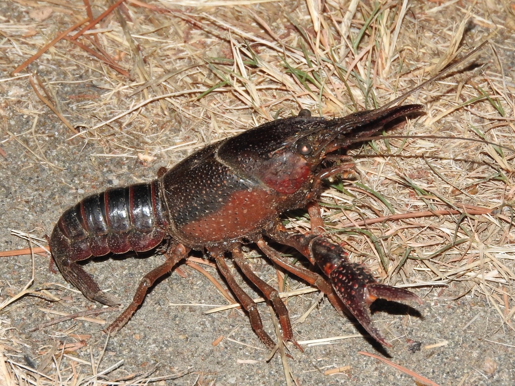 Procambarus clarkii (Red Swamp Crayfish), California species