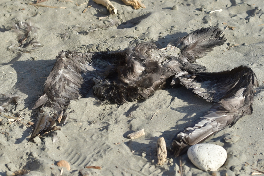 Procellaria aequinoctialis (White-chinned Petrel), California species