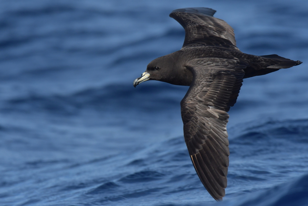 Procellaria parkinsoni (Parkinson's Petrel), California species